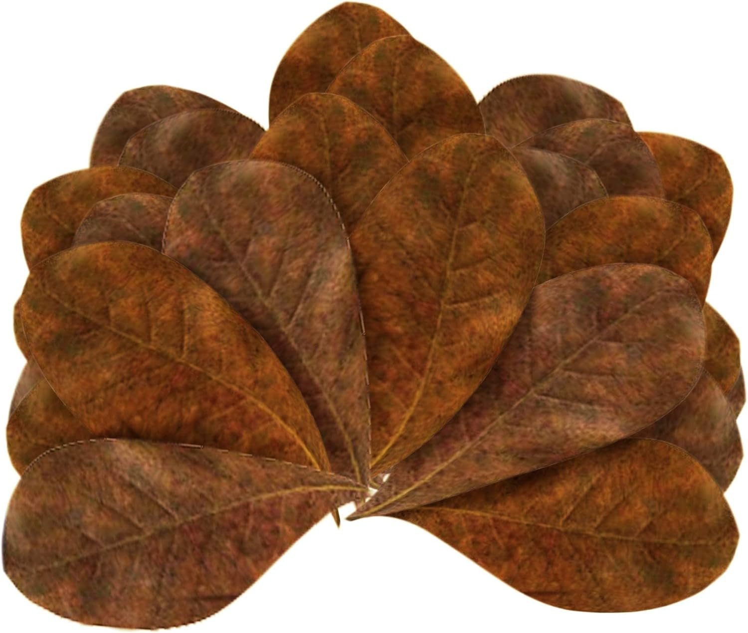 JOR 120 Pcs Mini Terminalia Indian Almond Leaves, 2 Ketapang Fin Rot Treatment Betta Fish Water Conditioner Aquarium Leaves, Create Realistic River Habitat, Reduce Stress, for Shrimp  Tropical Fish