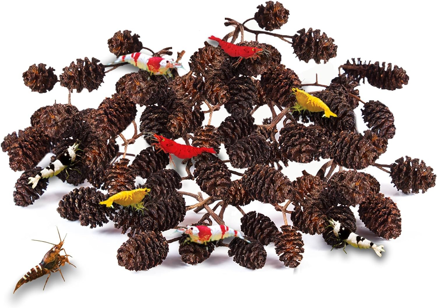 JOR Alder Cone Water Conditioner for Betta Fish, Creates Native Habitat, Relieves Stress, Serves As A Nursery and Food Source, Lowers Water pH, Can Be Used in Filter Or Freely in Aquarium, 60 pcs