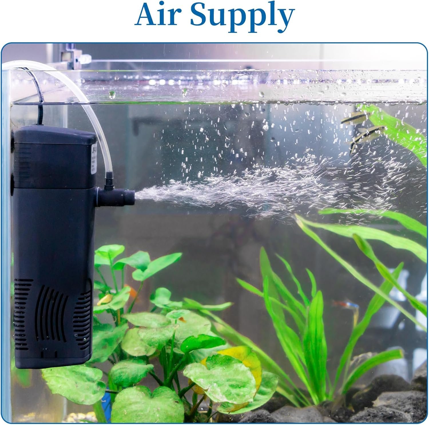 Comparing Top 3 Aquarium Filters: Penn-Plax, TARARIUM, AQQA