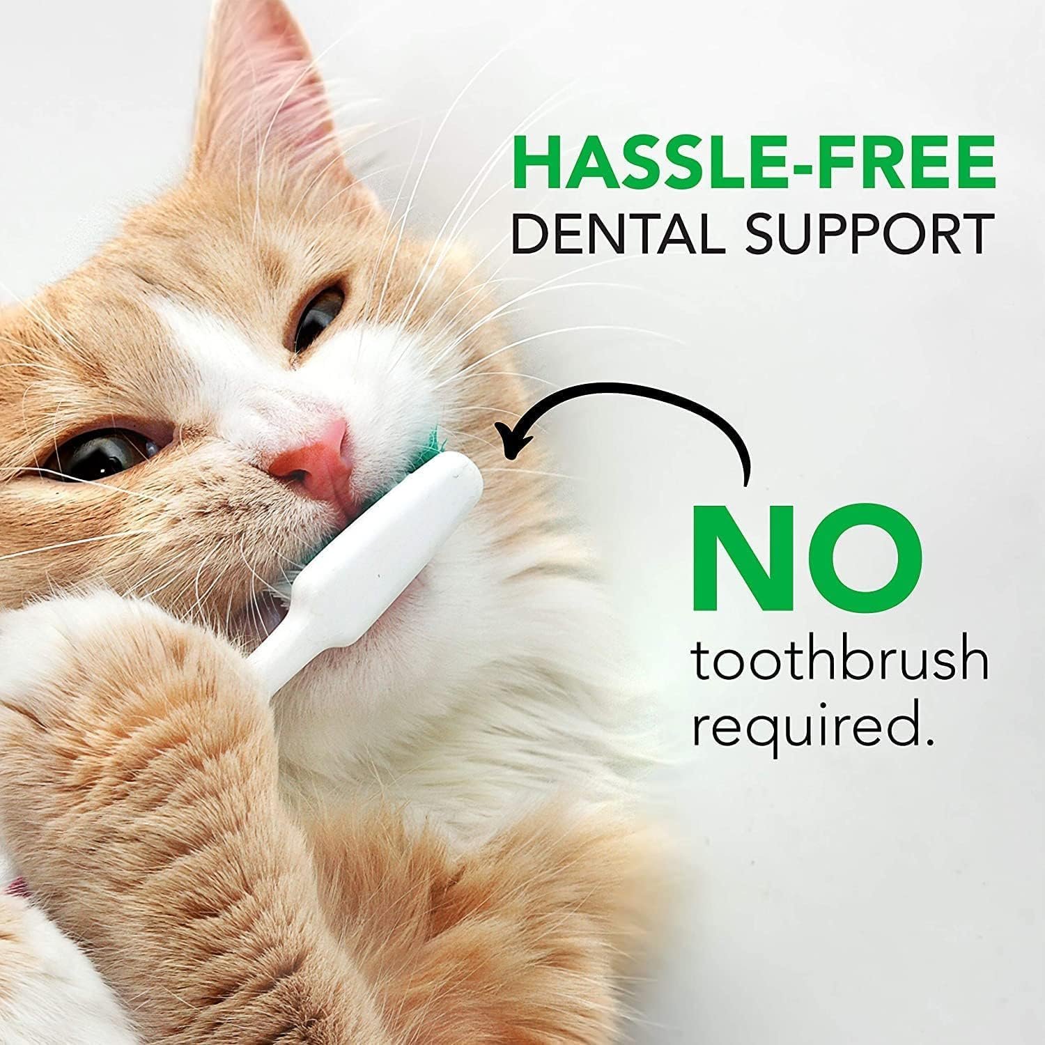 Comparing the Top 3 Cat Dental Care Products